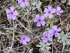 Phlox caespitosa
