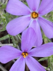 Phlox caespitosa