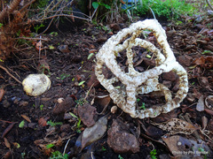 Ileodictyon cibarium