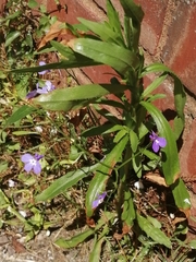 Lobelia erinus