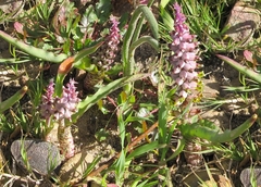 Lachenalia mutabilis
