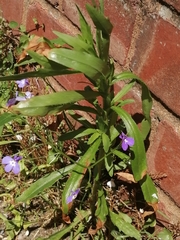 Lobelia erinus