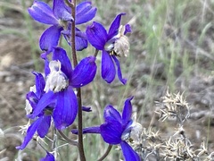 Delphinium sutherlandii