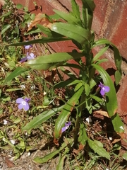 Lobelia erinus