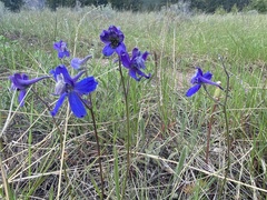 Delphinium sutherlandii