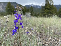 Delphinium sutherlandii