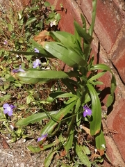 Lobelia erinus