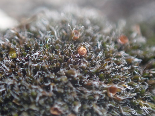 Toothless Grimmia (Grimmia anodon)