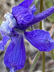 Delphinium sutherlandii