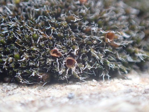 Image of Toothless Grimmia by no rights reserved