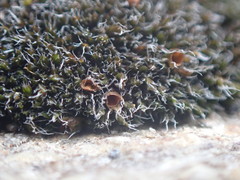 Grimmia anodon
