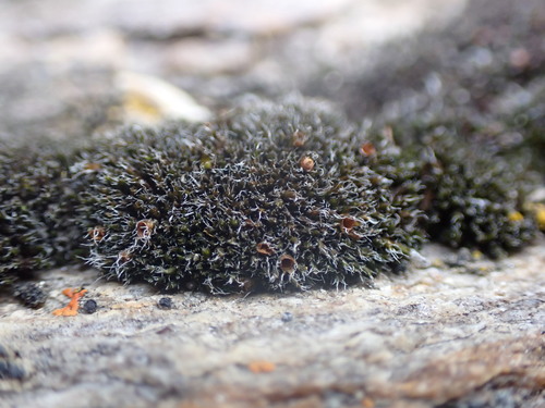 Image of Toothless Grimmia by no rights reserved