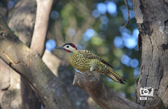Colaptes melanochloros