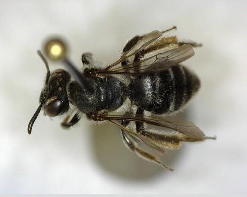 iNaturalist observation photo of Mining Bees