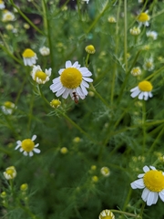 Toxomerus marginatus