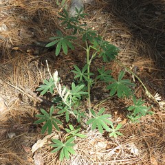 Lupinus argenteus palmeri
