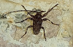 Oreodera brailovskyi
