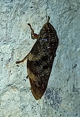 Cephisus siccifolius