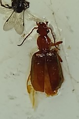 Xenitenopsis