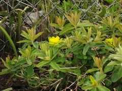 Euphorbia epithymoides