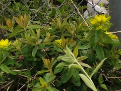 Euphorbia epithymoides