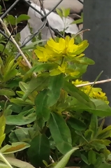 Euphorbia epithymoides