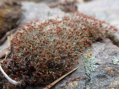 Coscinodon calyptratus