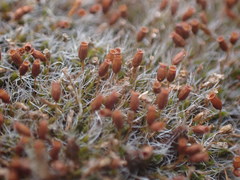 Coscinodon calyptratus