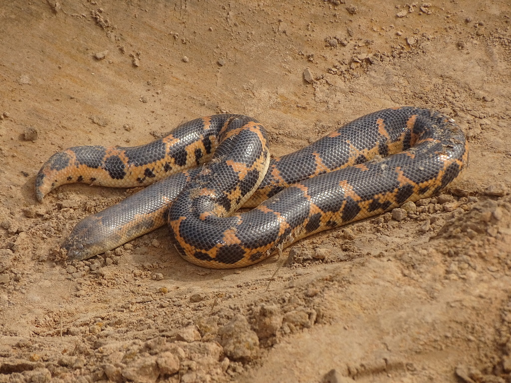 Boa des sables de Müller (Eryx muelleri)