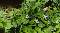 Viola × brauniae