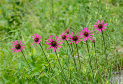 Echinacea tennesseensis