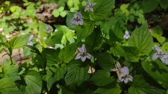 Viola × brauniae