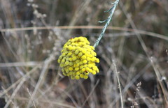 Ozothamnus diotophyllus