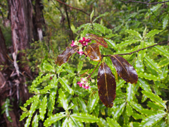 Pittosporum colensoi