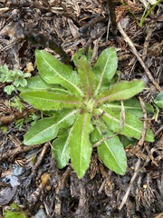 Picris hieracioides morrisonensis