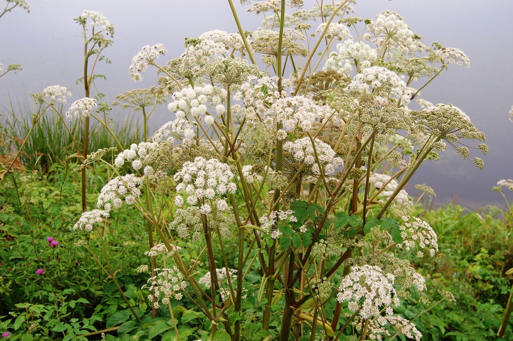 Дудник лесной фото и описание. Дудник Лесной дягиль. Дудник Лесной (Angelica Sylvestris). Дудник болотный. Дягиль болотный.