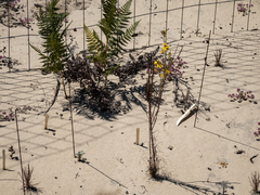 Erysimum menziesii
