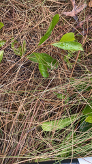 Geobalanus oblongifolius