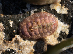 Boreochiton ruber