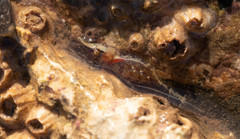 Eualus pusiolus