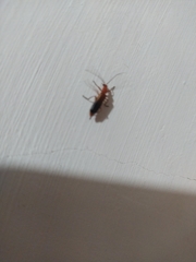 Rhagonycha fulva