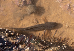 Ulvaria subbifurcata