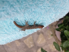 Gonatodes albogularis albogularis