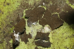 Aithaloderma citri
