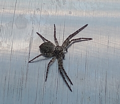 Philodromus