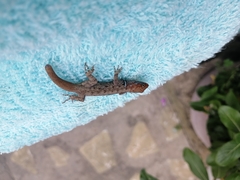 Gonatodes albogularis albogularis