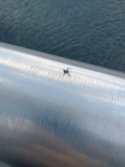 Philodromus