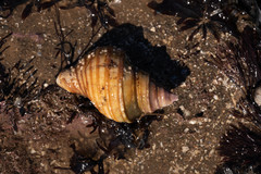 Neptunea decemcostata