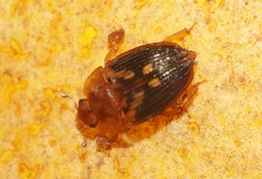 Stelidota geminata