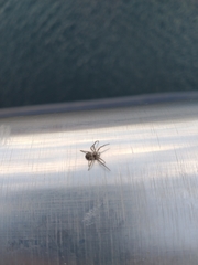 Philodromus